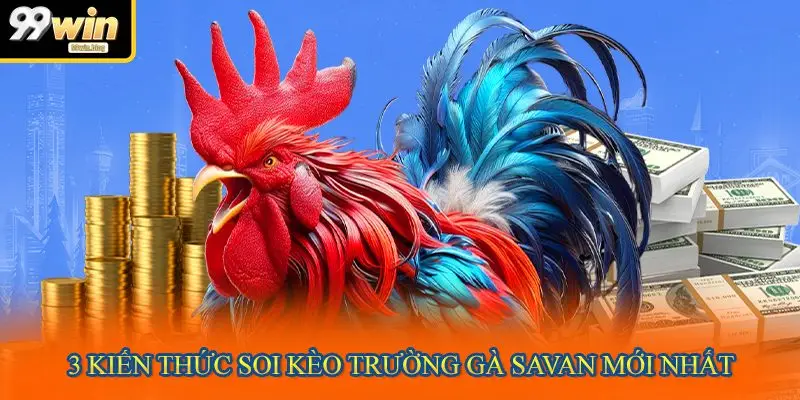 3 kiến thức soi kèo trường gà Savan mới nhất