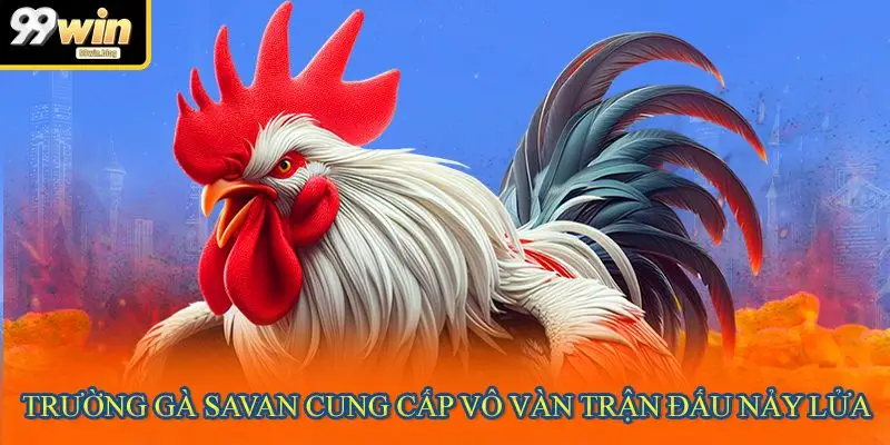 Trường gà Savan cung cấp vô vàn trận đấu nảy lửa